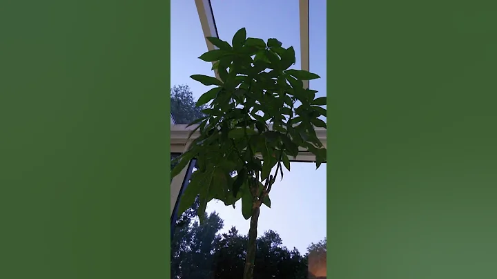 Boompje