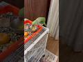 🦜🌿🙏आप सभी को राधे-राधे देखो सुंदर मिट्ठू मैगी खाते हुए#love #viral #parrot #birds #short