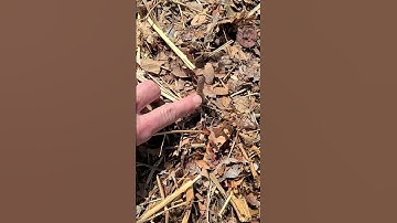 When to pick your asparagus. #gardening