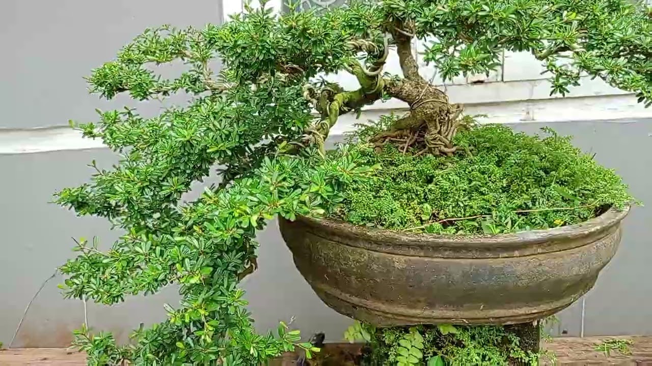 Bonsai super🔥 di rumah "mas Angga" 