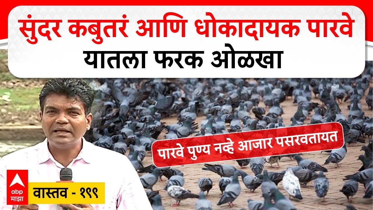 Kabootarkhana Vastav EP 119 : सुंदर कबुतरं आणि धोकादायक पारवे, यातला फरक ओळखा!