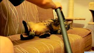 Cat Loves Vacuum Cleaner