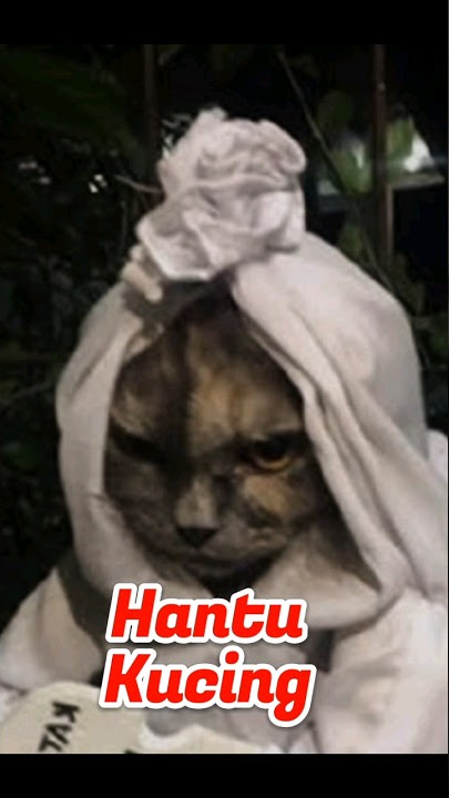 Hantu Kucing #hantu #horrorstories #mystery #ghost