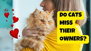 Famous Do Cats Miss Their Owners? - Cats Knowhow Wealth