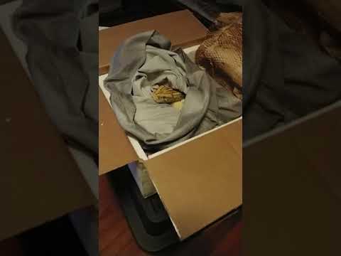 Unboxing video of a Burmese Python snake