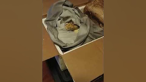Unboxing video of a Burmese Python snake