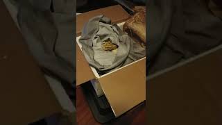 Unboxing video of a Burmese Python snake