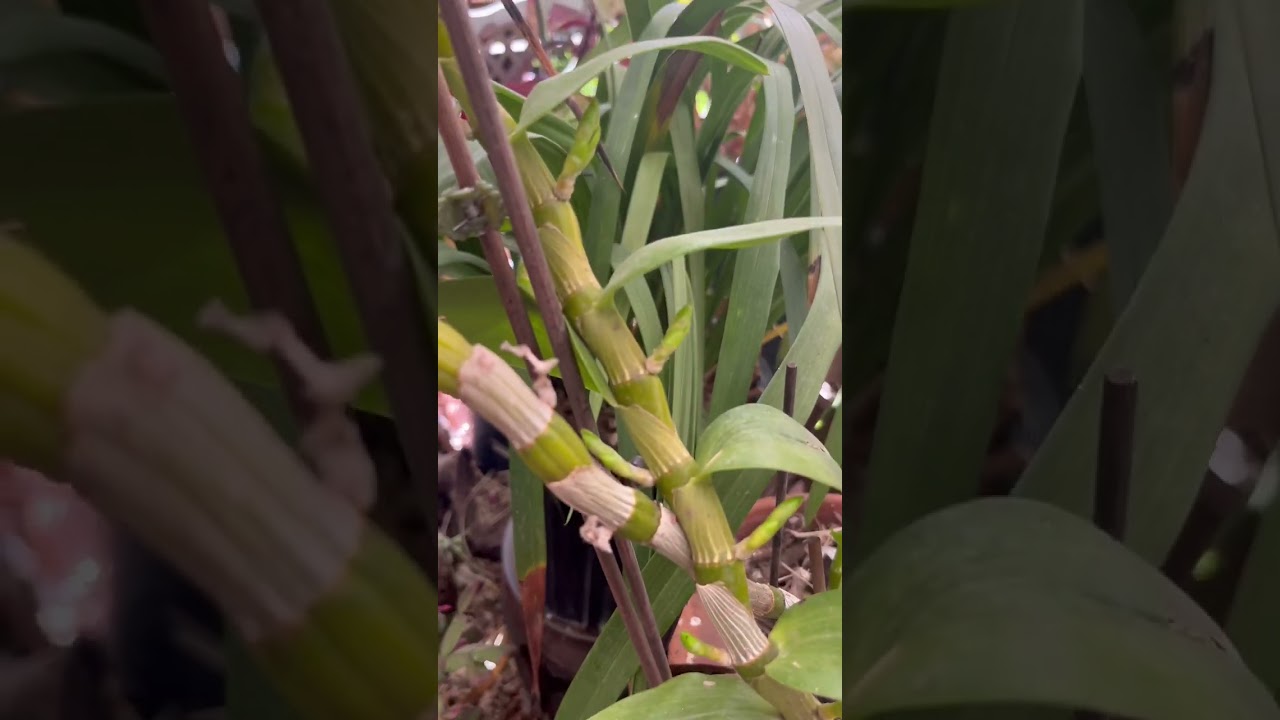 In March spring dendrobiums are growing out beautiful blooming buds & leaf buds at same time 💕