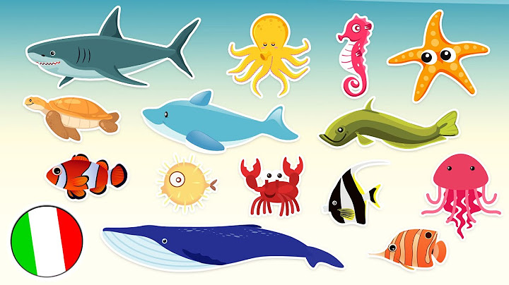 Animali Marini 🐬🐠  | Video per bambini con i suoni reali degli animali!