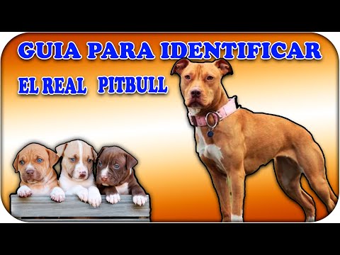 ¿Cómo es el real pitbull? red nose aprende sobre el pitbull puro o APBT american pitbull terrier 1