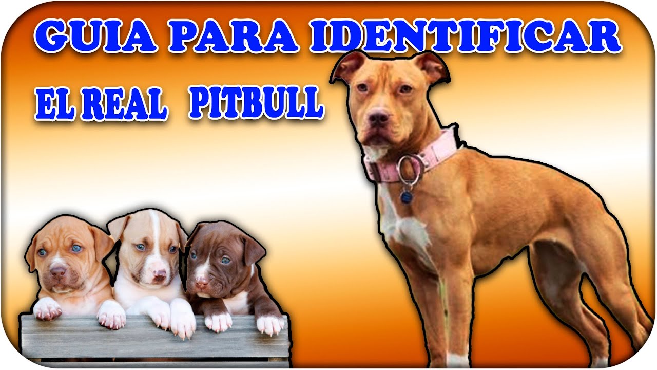 Cómo saber si es pitbull puro? red nose aprende sobre el american pitbull  terrier o APBT tipo bull - YouTube
