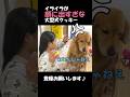 娘にマジ切れ寸前の大型犬クッキー#goldenretriever #dog #箱入りクッキーはゴールデンレトリバー