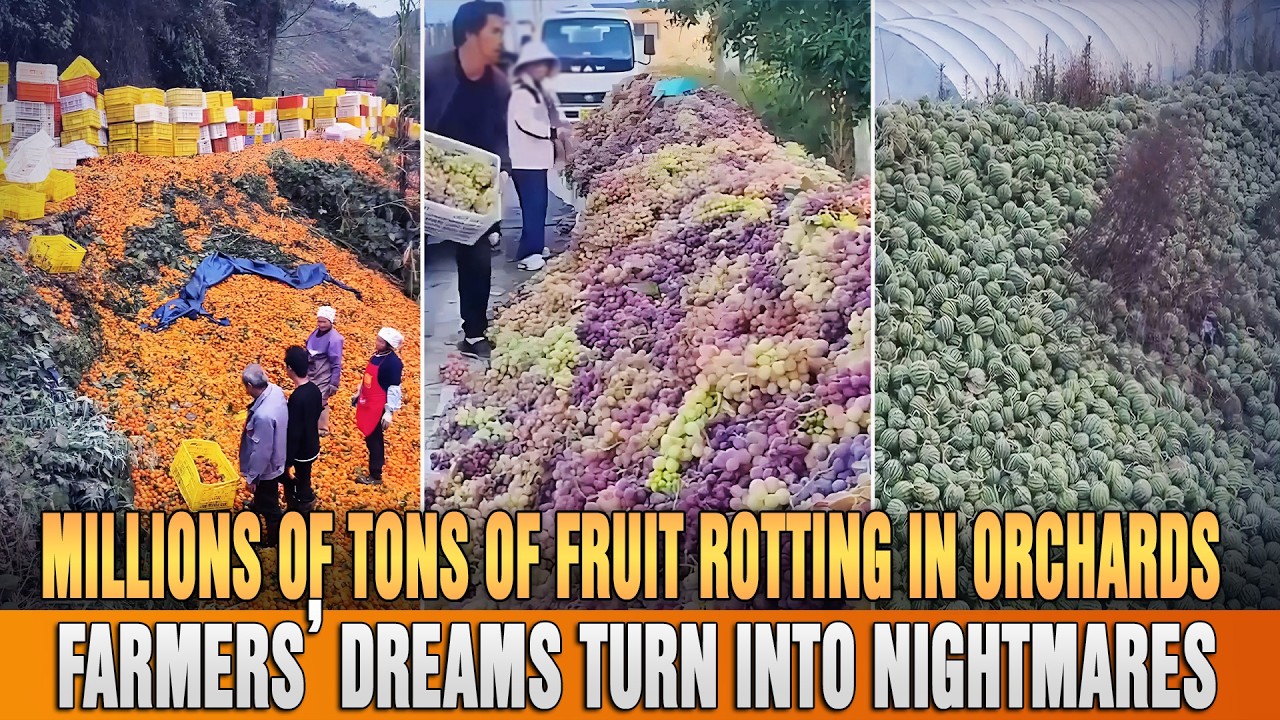 "Pears rotting in the fields become fertilizer. You think you can survive by working hard? That's the biggest lie we farmers tell ourselves."
"What price do you have to drop to before you buy? The production areas are overflowing with fruit; we can't sell it and have to dump it. We finally got a bumper harvest, hoping to turn things around in March, and now it's all ruined, all stuck in our hands. The market is completely stagnant."
"Look at these apples! My God, all wasted. They just dumped them all here, really expensive apples, just wasted like that."
Originally, they thought the New Year of 2026 would bring a good start, but unexpectedly, fruit is piling up across the country. Truckloads of oranges, apples, watermelons, pears… are all becoming fertilizer. The fruit farmers are devastated and crying.