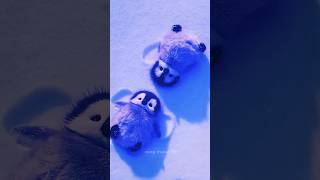 Yeh Baby Penguins Dil Chura Lenge! 😍 #shorts​​#singing​​#lyricskithe​​#trending​​#video​​