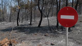 Athens Suburb, Greece - Wildfire Scars - Athens Riviera in 4K