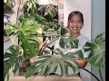 THAI CONSTELLATION MONSTERA | All Secrets About Monstera Thai Constellation | Variegated Monstera