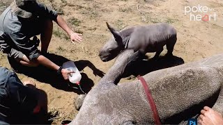 Protective Baby Rhino Guards Mother During Toe Treatment