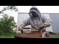 Cría de abejas reina
