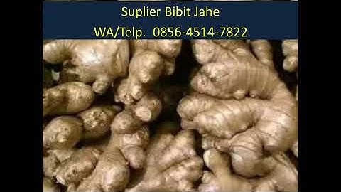 Jual Bibit Jahe Merah Di Mojokerto HUB. 0856-4514-7822 AFIF JAYA FARM