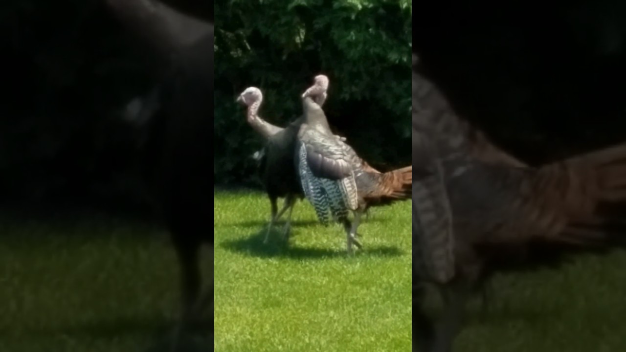 TURKEY FIGHT YouTube