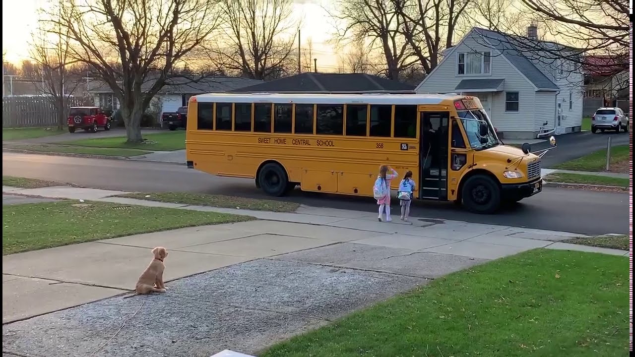 Se pueden llevar perros en el autobus