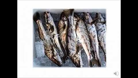 FISH FRESHNESS DETECTION