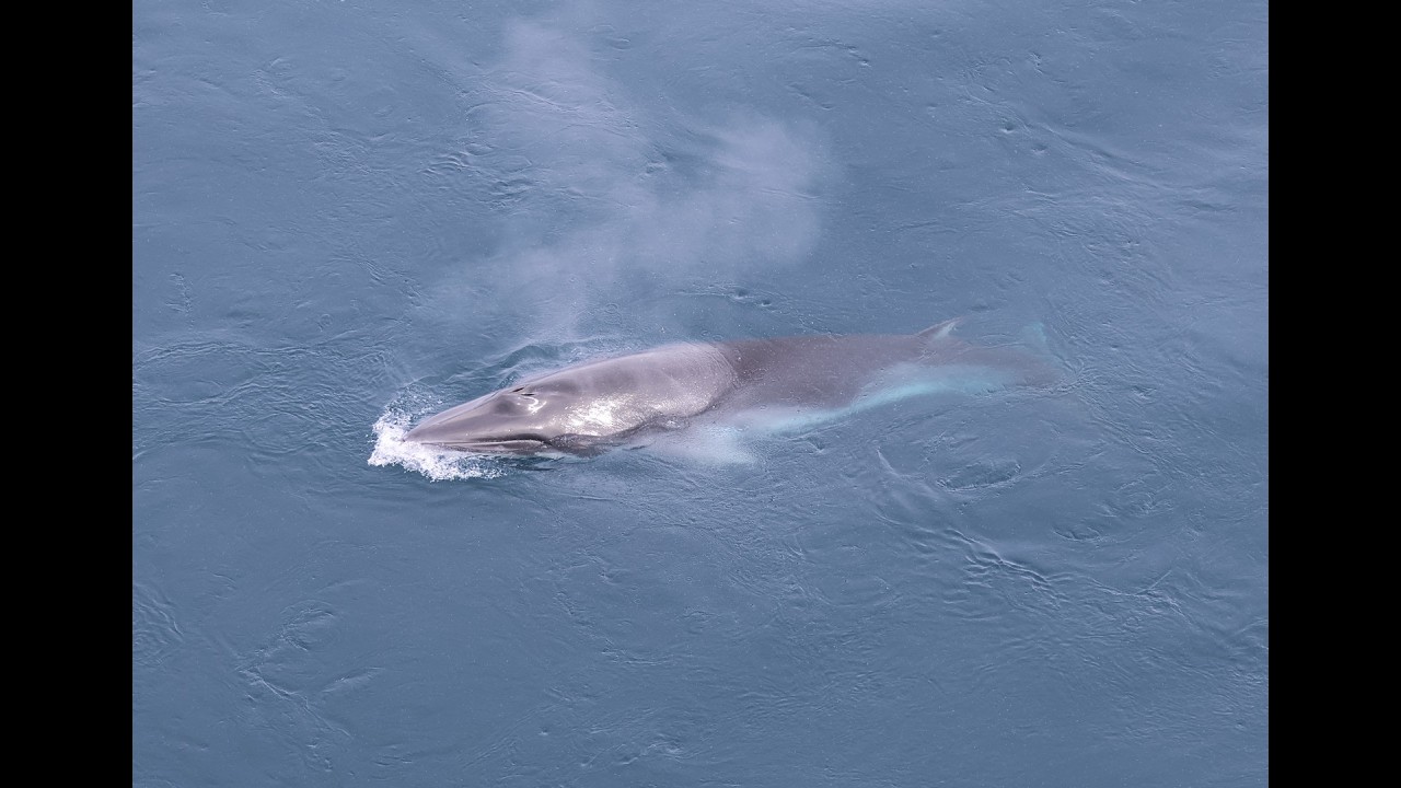 退休老人歐洲、南美、南極之旅 32 南極第二天 Antarctic Peninsula - Princess Cruise Sapphire