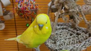 budgie sounds