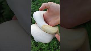 Albino Pied vs Dreamsicle ( Lavender Albino Pied) Ball python Adults!