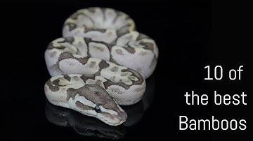 10 Bamboo Combos