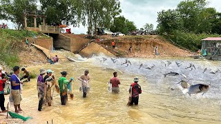 Really! Traditional khmer Using Cast Nets Fishing Harvest a lot Fish in Flooded Season