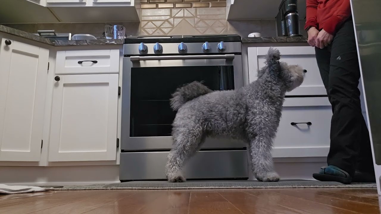  Free show stack training with Eltökélt! 01252026