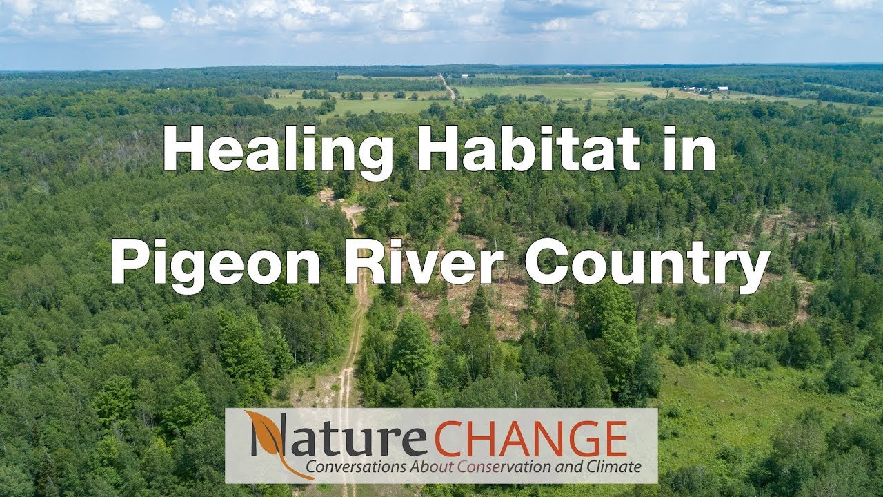 Healing Habitat in Pigeon River Country