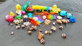 WOW! Find Great Hermit crabs, Conch, Snail, Scallop, Octopus, Starfish, Duck, Lobster, Shark