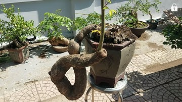 SH.1936.Báo giá 4tr cây Cóc quái, 25tr Cây Sộp đẹp quá trời luôn, cùng nhiều cây Khế gân chỉ có 2tr.