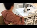 ダンボールの中から大好きな友人が登場したときの猫の反応がこちらw