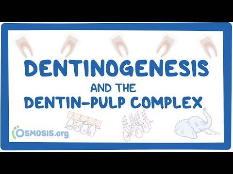 Dentinogenesis and the dentin-pulp complex