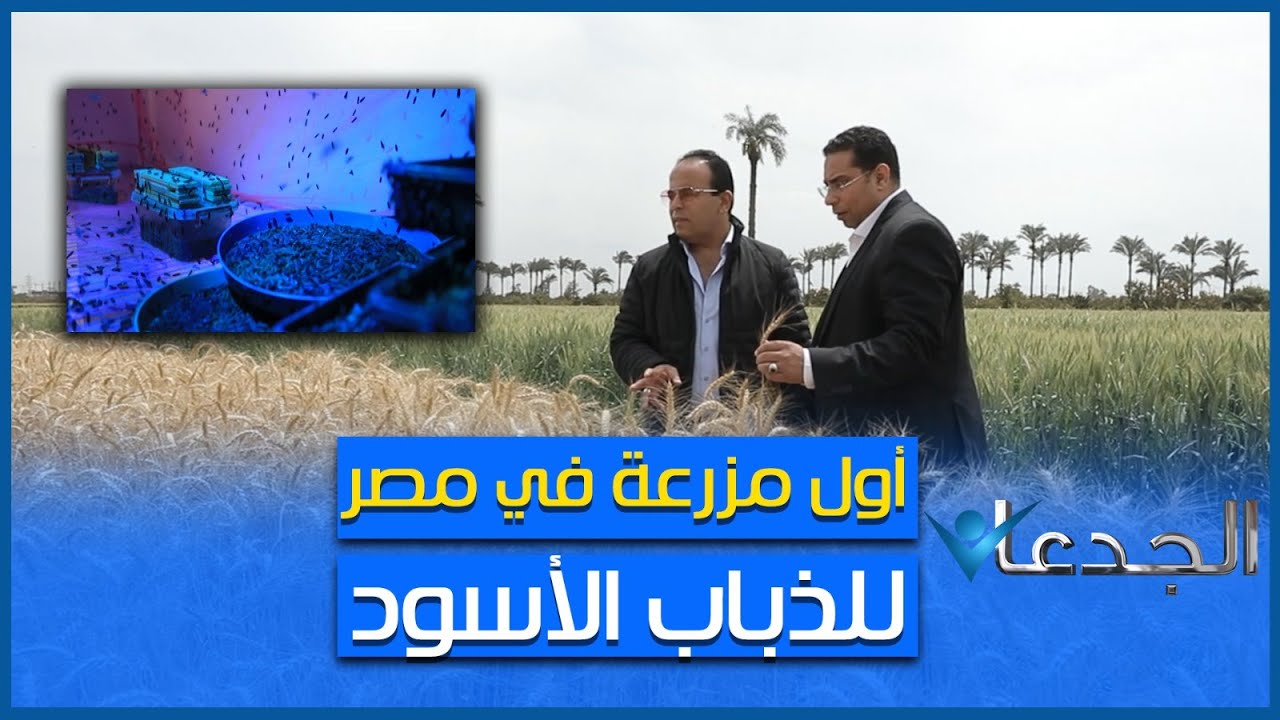 شوفوا ذباب الجندي الأسود بيعمل ايه .. حشرة جبارة في مزارع مصر