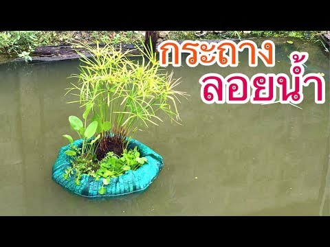 กระถางลอยน้ำ (floating island plants) | AORGANIC