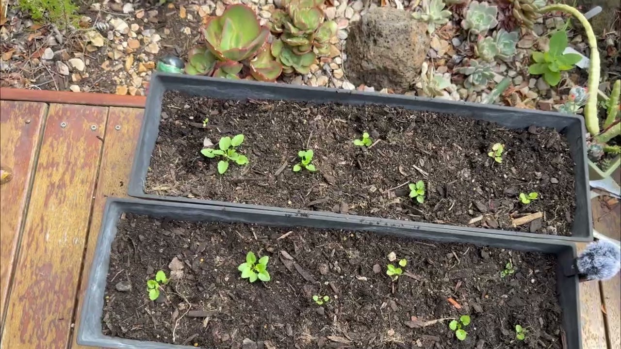 Planting viola seeds, plus my new crepe myrtle and Mikawa Yatsubusa maple