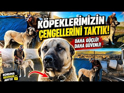 We Attached Tags to Our Shepherd Dogs! Here Is Why | Kangal and Livestock Guardian Dogs