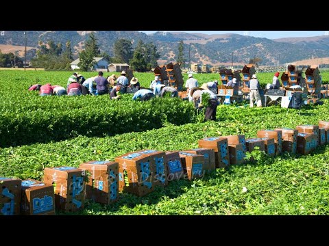 Vídeo: Què són les mongetes Harvester: condicions per cultivar les mongetes Harvester