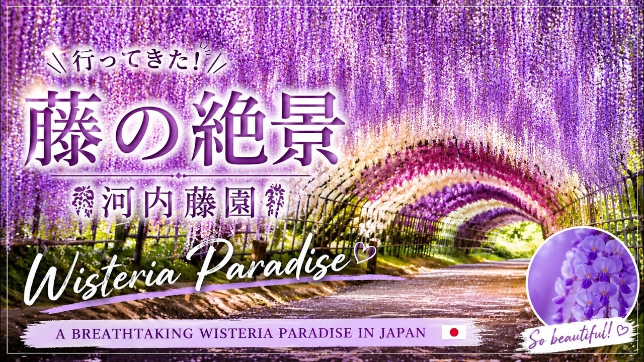 常川ページ Kawachi Fuji Garden, Wisteria Tunnel, April 26, 2026 | Walking