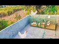 Rooftop poultry  raising chickens at rooftop  ghar ki chat py murgi palna  dr arshad