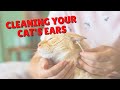 How To Clean Your Cat’s Ears | Two Crazy Cat Ladies #shorts