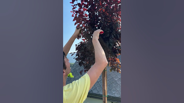Ornamental plum in a state of emergency – I'm declaring war on the overgrowth! 🌳✂️💪 #gardencare