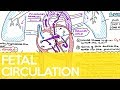 Fetal Circulation (Ductus Venosus, Foramen Ovale & Ductus Arteriosus) - Sarah Clifford Illustration