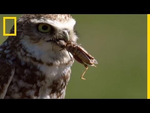 Ces chouettes qui vivent sous terre