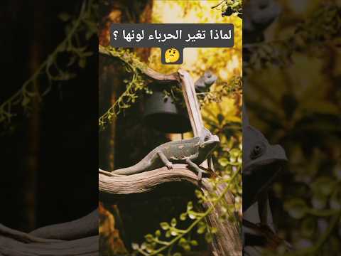 تغير الحرباء لونها لعدة اسباب واحد هذه الاسباب هي التخفي ال 