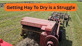 3rd and final cutting of hay pt2